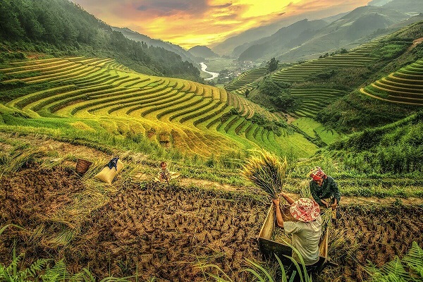 Sapa-Rice-Field-M