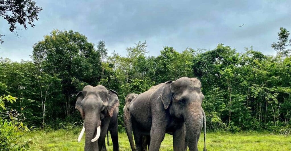 indochina-cambodia-siemreap-kulen-elephant-forest